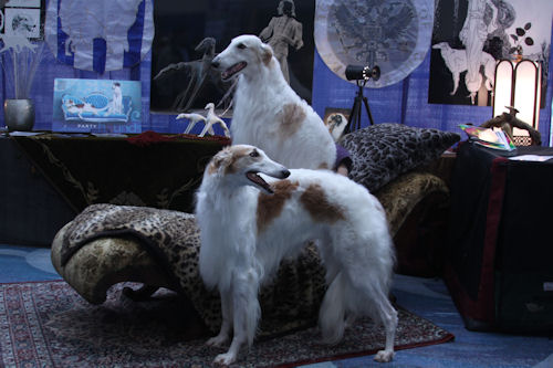 Lucy the hot sale borzoi